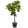 Ficus Lyrata op stam XL - hydrocultuur