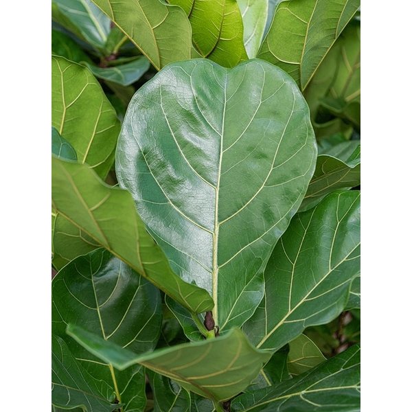 Ficus Lyrata op stam XL - hydrocultuur
