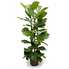 Ficus Lyrata Straight - hydrocultuur