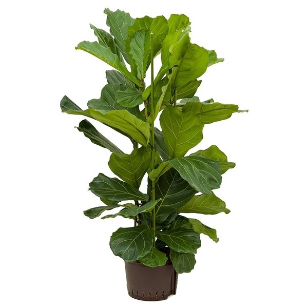 Ficus Lyrata Straight - hydrocultuur