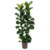 Ficus Lyrata Bambino - hydrocultuur