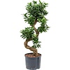 Ficus Microcarpa Compacta - hydrocultuur