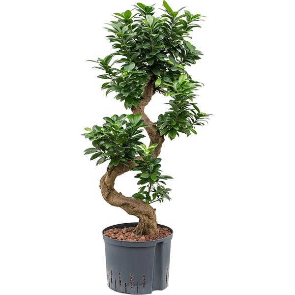 Ficus Microcarpa Compacta - hydrocultuur