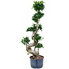 Ficus Microcarpa Compacta - hydrocultuur