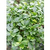 Ficus Microcarpa Compacta - hydrocultuur