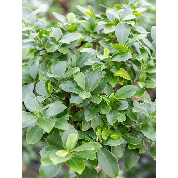 Ficus Microcarpa Compacta - hydrocultuur