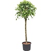 Ficus Benjamina op stam - hydrocultuur