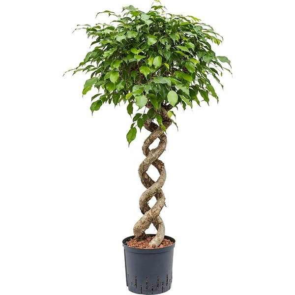 Ficus Benjamina spiraal - hydrocultuur