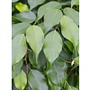 Ficus Benjamina spiraal XL - hydrocultuur