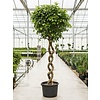 Ficus Benjamina spiraal XL - hydrocultuur
