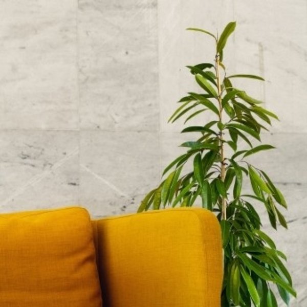 Ficus Amstel King Straight - hydrocultuur