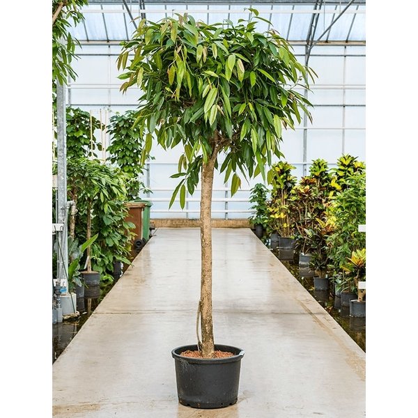 Ficus Amstel King op stam XL - hydrocultuur