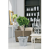 Ficus Nitida op stam - hydrocultuur