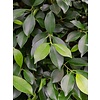 Ficus Nitida op stam gevlochten - hydrocultuur
