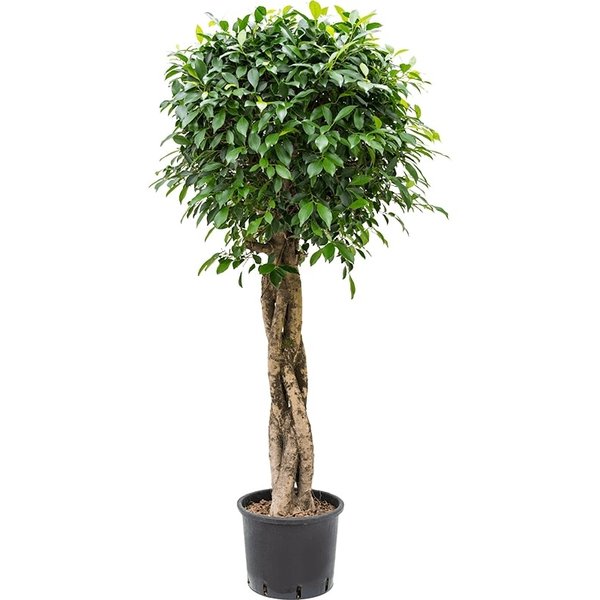 Ficus Nitida op stam gevlochten - hydrocultuur