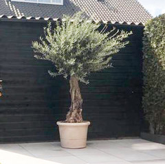 Bomen