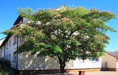 Perzische Slaapboom