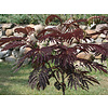 Albizia Julibrissin (Rode Perzische Slaapboom) - meerstammig