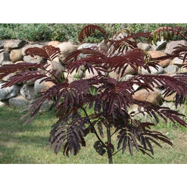 Albizia Julibrissin (Rode Perzische Slaapboom) - meerstammig