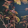 Albizia Julibrissin (Rode Perzische Slaapboom) - meerstammig