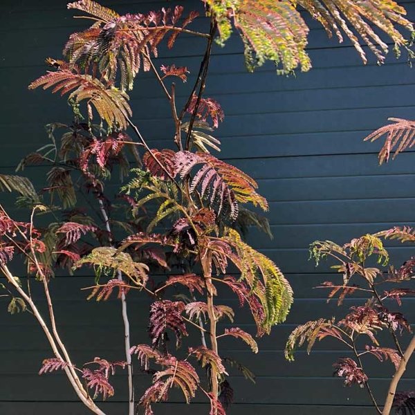 Albizia Julibrissin (Rode Perzische Slaapboom) - meerstammig