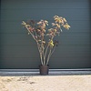 Albizia Julibrissin (Rode Perzische Slaapboom) - meerstammig