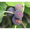 Ficus carica Vijgenboom - meerstammig