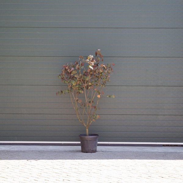 Judasboom 'Forest Pansy' meerstammig