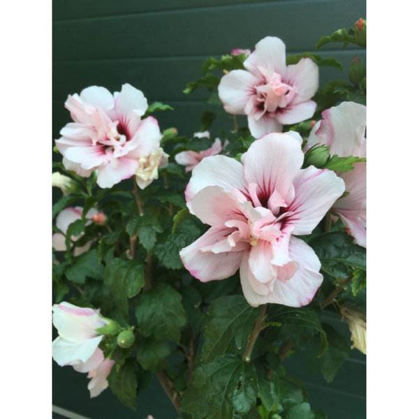Hibiscus 'Hamabo'