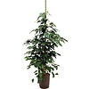 Ficus Danielle - hydrocultuur
