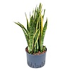 Sansevieria Laurentii - hydrocultuur