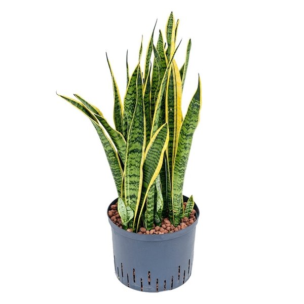 Sansevieria Laurentii - hydrocultuur