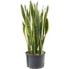 Sansevieria Laurentii - hydrocultuur