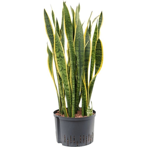 Sansevieria Laurentii - hydrocultuur