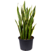Sansevieria Laurentii - hydrocultuur
