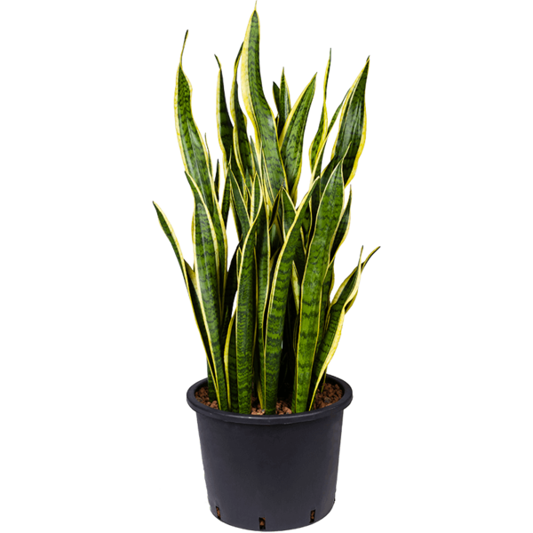 Sansevieria Laurentii - hydrocultuur