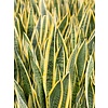Sansevieria Laurentii - hydrocultuur