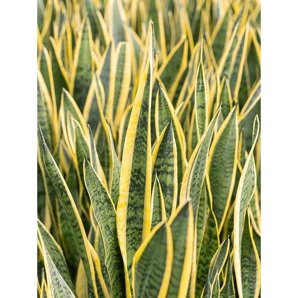 Sansevieria Laurentii - hydrocultuur