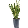 Sansevieria Laurentii - hydrocultuur