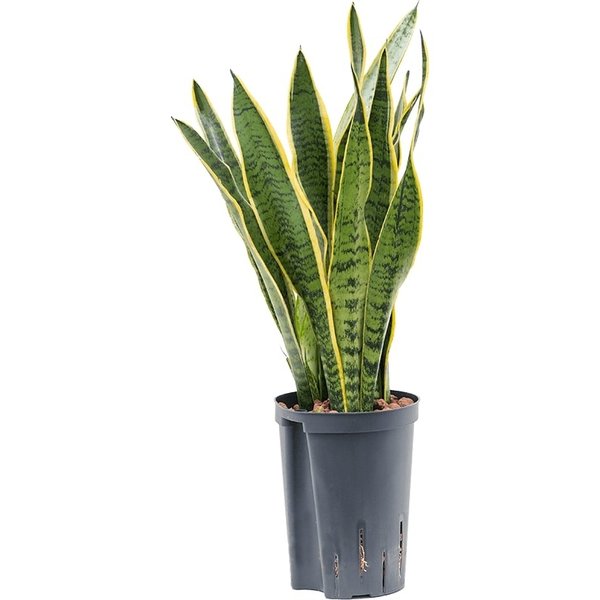 Sansevieria Laurentii - hydrocultuur