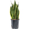 Sansevieria Laurentii - hydrocultuur