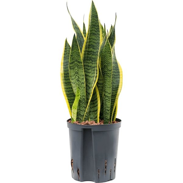 Sansevieria Laurentii - hydrocultuur