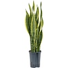 Sansevieria Laurentii - hydrocultuur