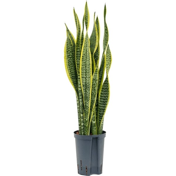 Sansevieria Laurentii - hydrocultuur