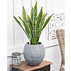 Sansevieria Laurentii - hydrocultuur