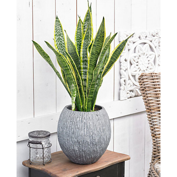 Sansevieria Laurentii - hydrocultuur