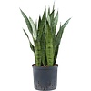 Sansevieria Zeylanica - hydrocultuur