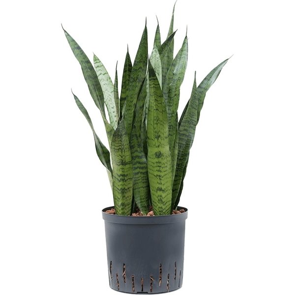Sansevieria Zeylanica - hydrocultuur