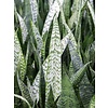 Sansevieria Zeylanica - hydrocultuur
