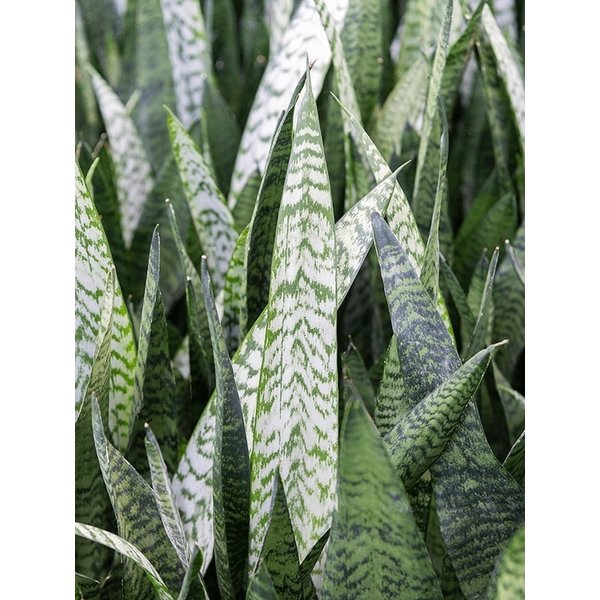 Sansevieria Zeylanica - hydrocultuur